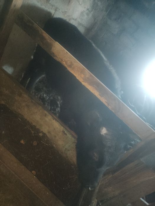 Продам годовалого быка