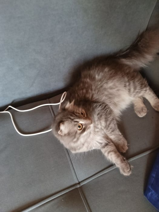 Отдам кошечку в добрые руки