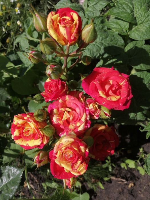 Продам дачу.Баня