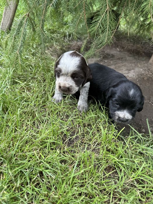 Продам Щенков Спаниеля Охотничьи