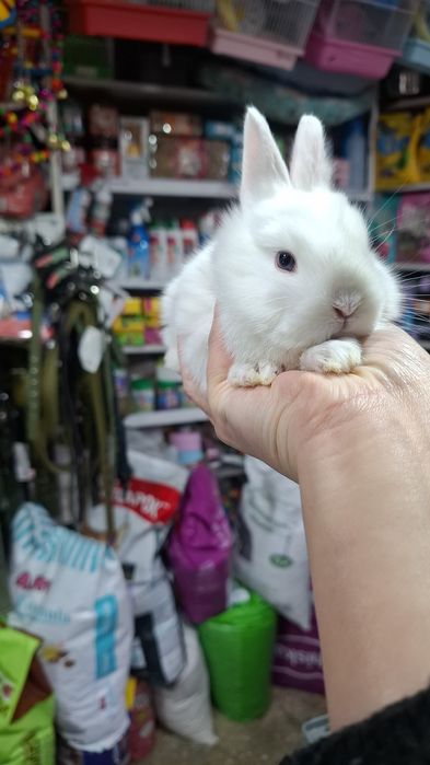 Поступление карликовых крольчат