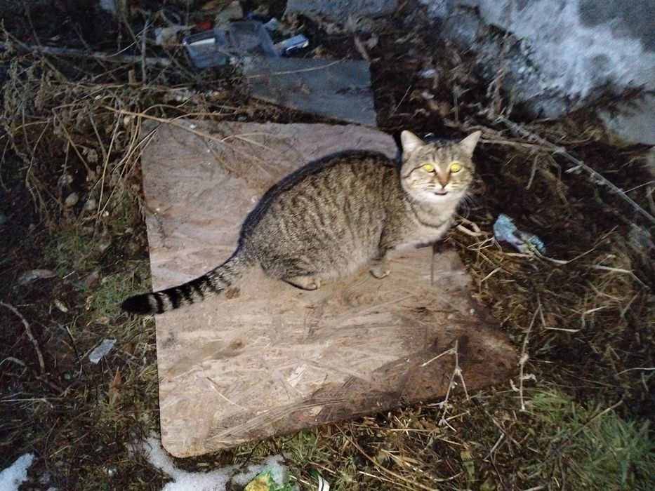 В добрые руки кошечка подросток!