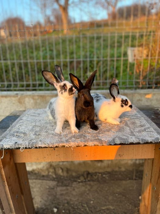 Iepurasi de vanzare !