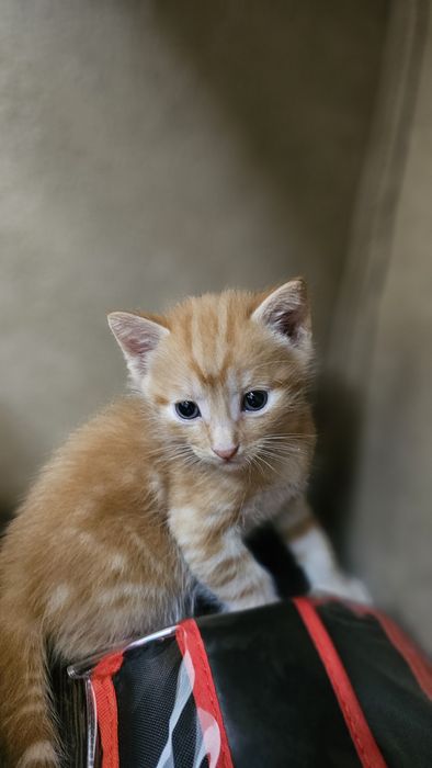 Отдам котят в добрые руки