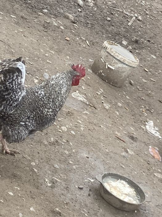 қораздар сатылады