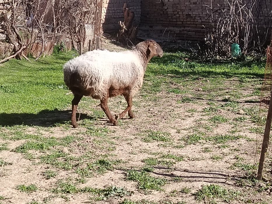 Urg'ochi ona qoy sotiladi