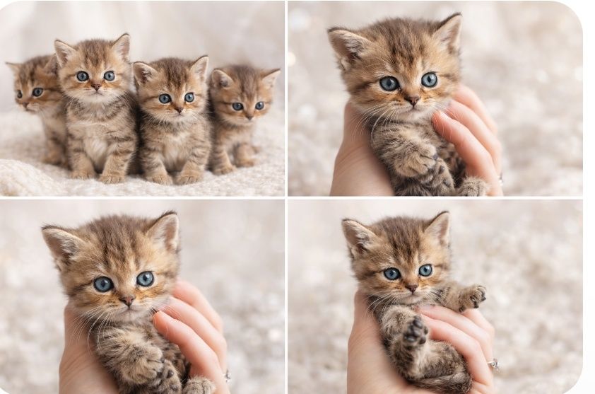 Котята Драгоценных Окрасов Алматы