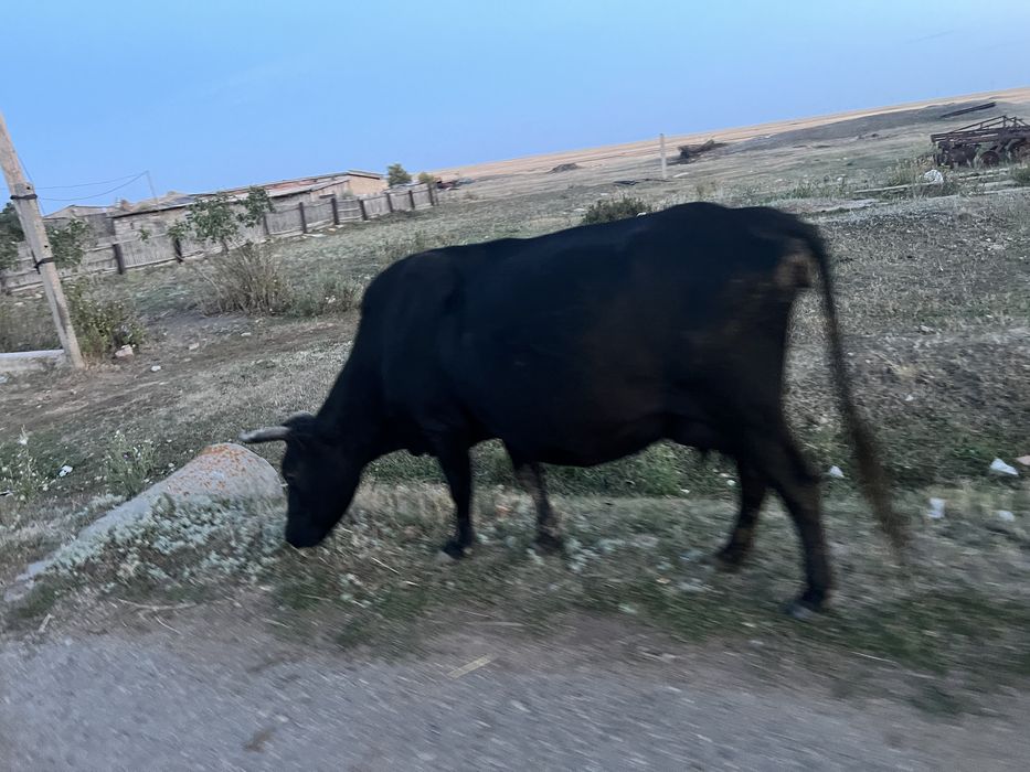 продам 5 голов КРС