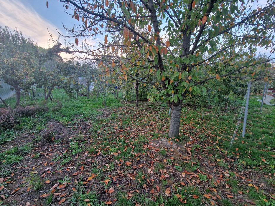 Vând teren intravilan (loc de casă)