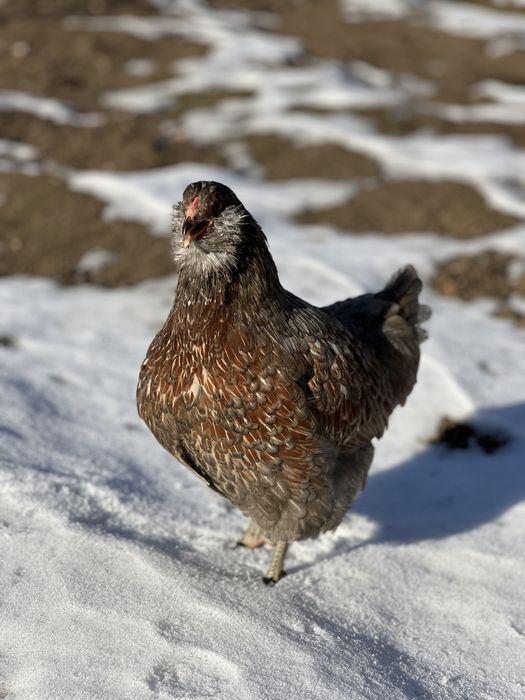 Семейка породы амераукана
