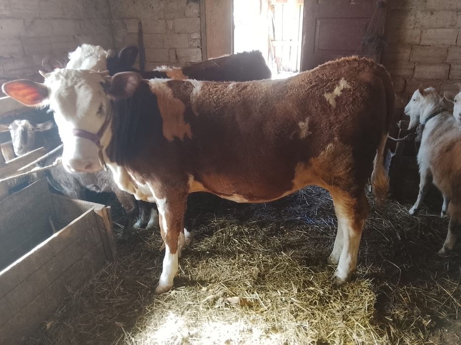 Vand vitica rasa de lapte