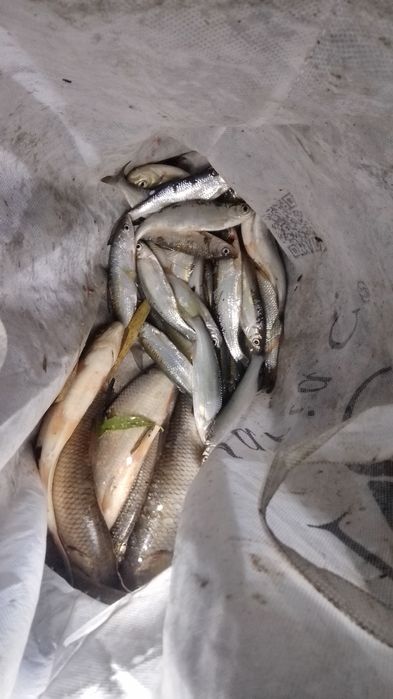 Plase parasute de pescuit