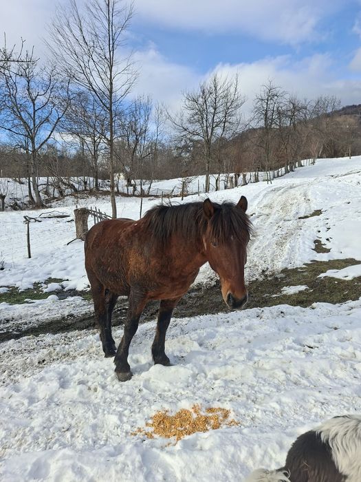 Armasar de vinzare 5 ani