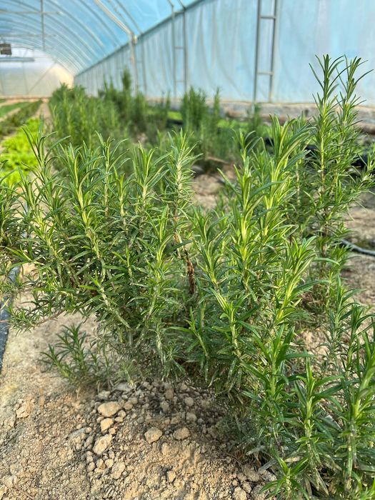 Розмарин свежий  всегда