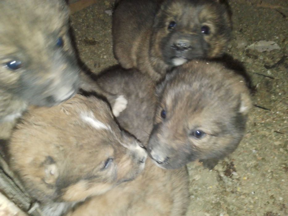 Кангал итни болалари 5дона нахи 1миллион