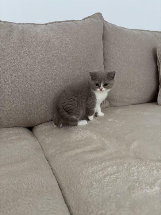 British shorthair