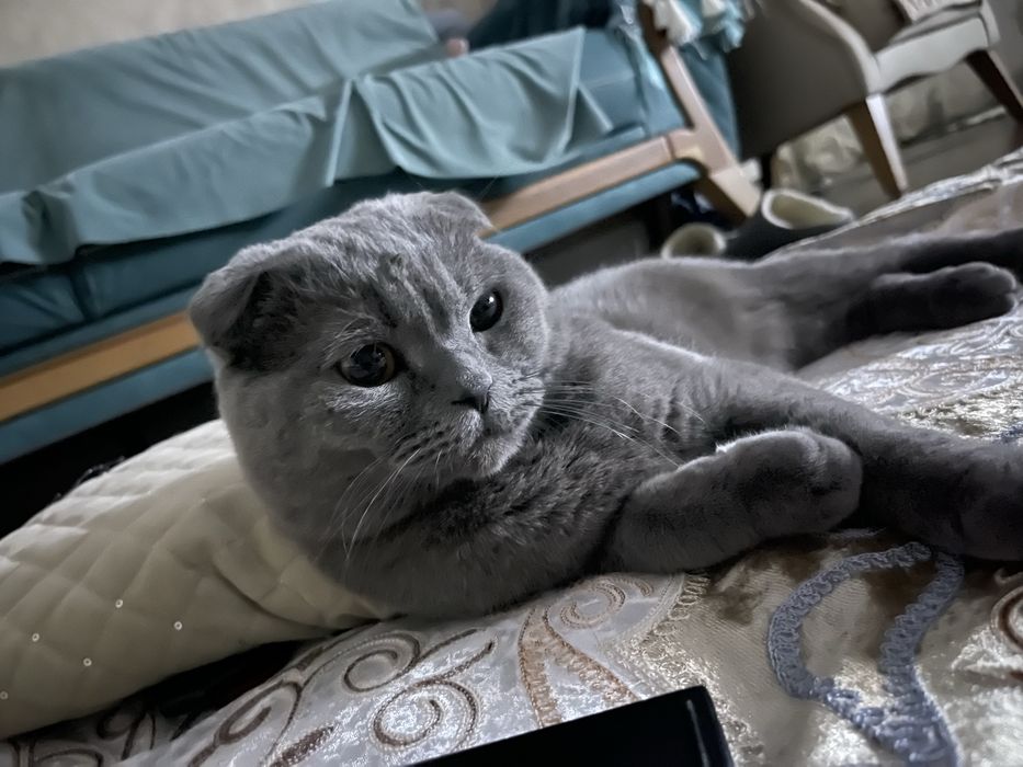 Вязка опытного вислоухого кота!