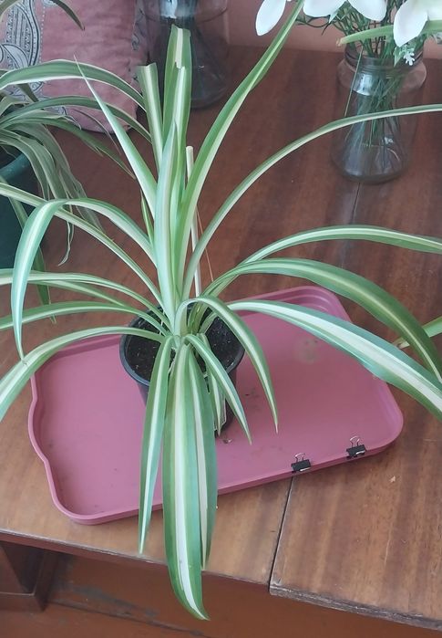 Продам комнатные цветы