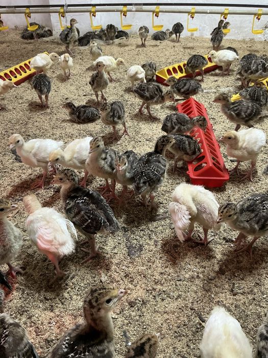 Бронза 708-Хайбрид тер