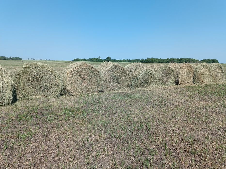 Продам сено в рулоне