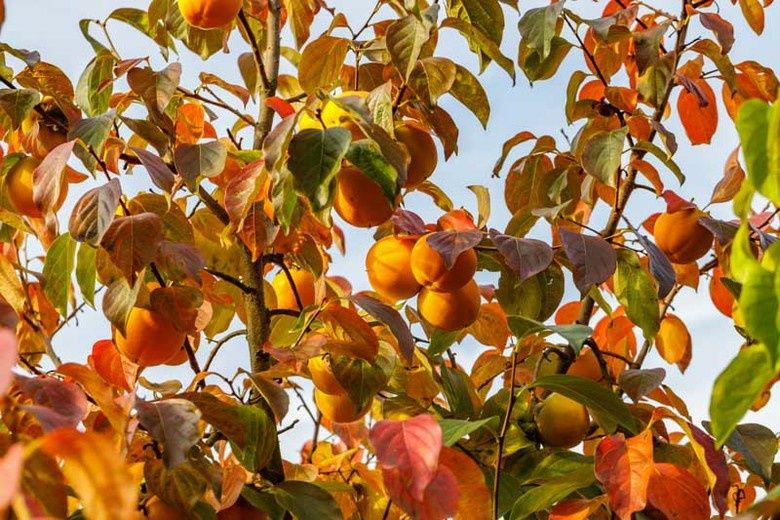 Pomi Exotici (Kaki Toate Soiurile Disponibile )