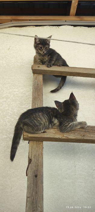 Mushuk bolasi  hadyaga