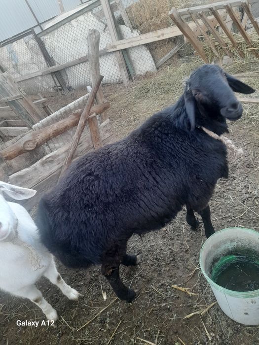 Гисар кошкар сатылады