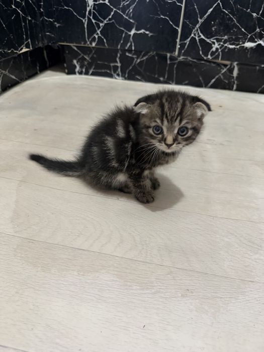 Шотланскийе котята