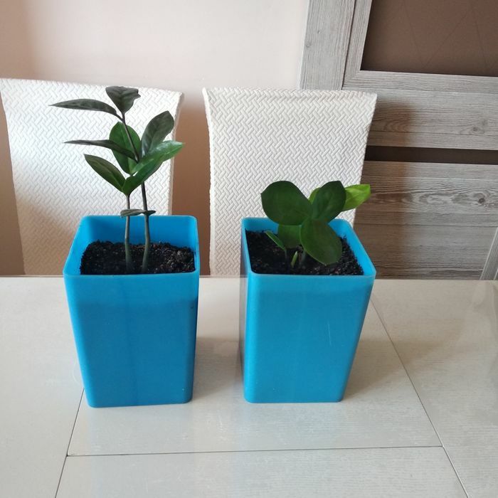 Продам цветы долларовое дерево