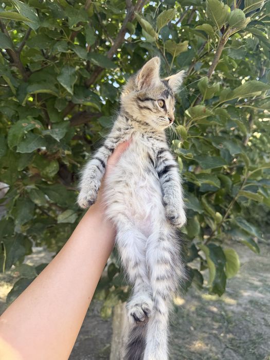 Котенок в добрые руки