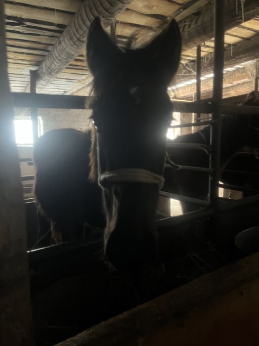 Жабағы продаю,сатам