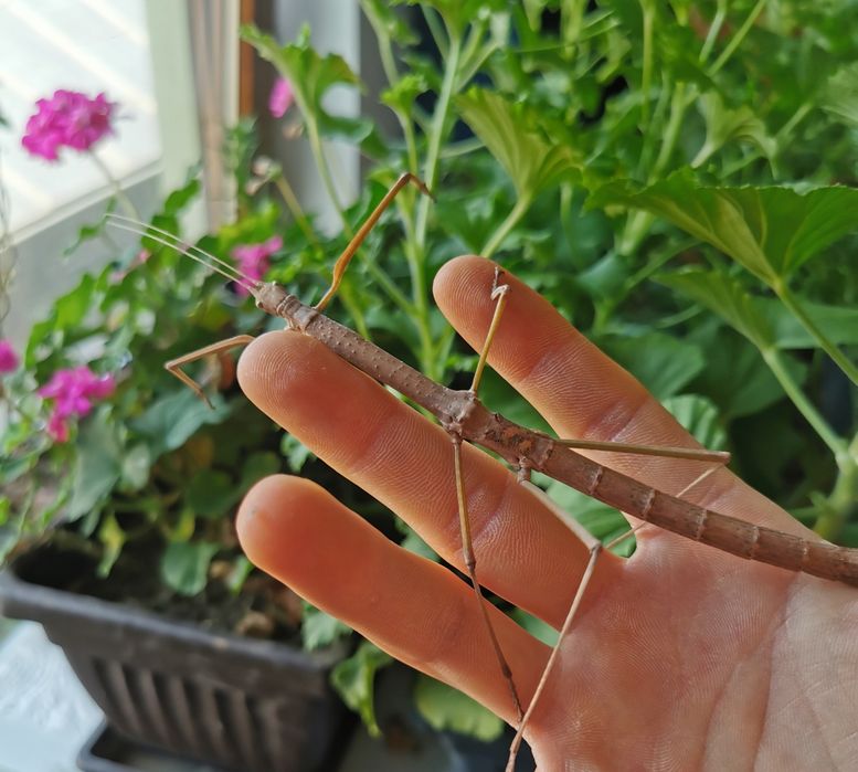 Stick insects - Walking sticks