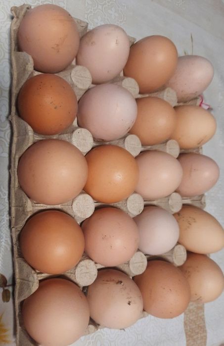 Oua de consum de casă