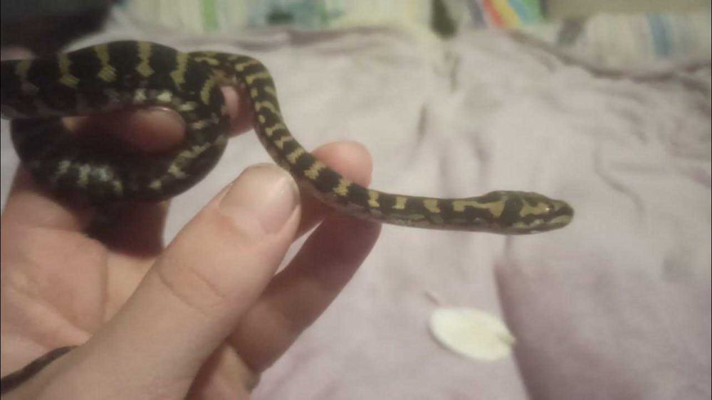 Ковровый питон чейни