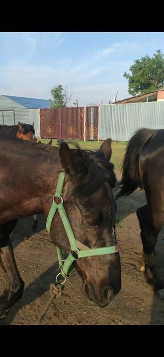 Продам дойных лошадей