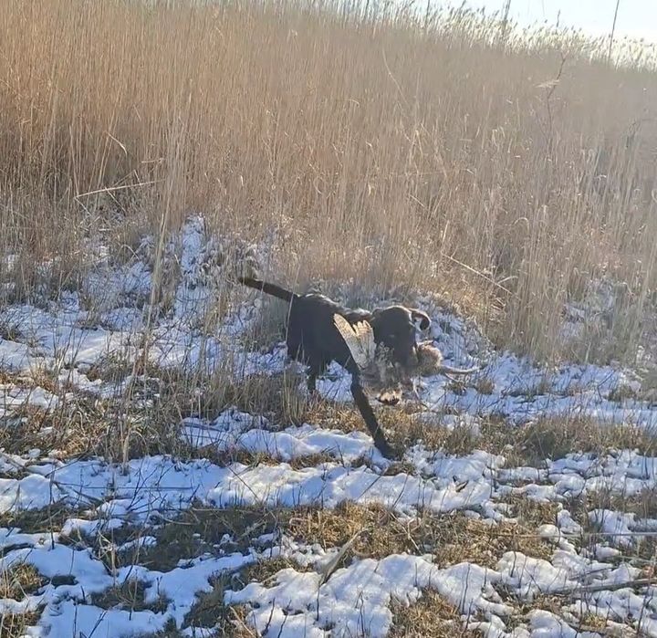 Продам Дратхаар суку рабочая