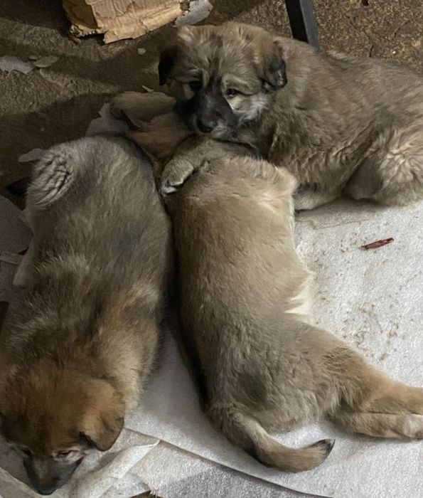 Отдам щенков в хорошие руки