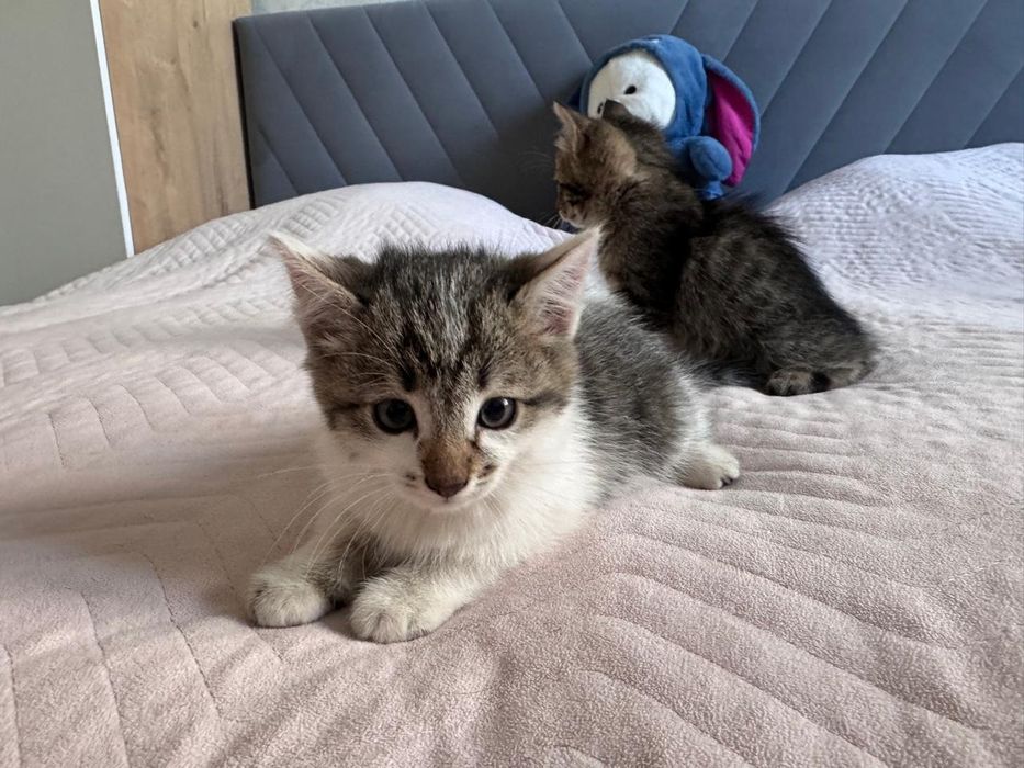 Отдам котят в добрые руки
