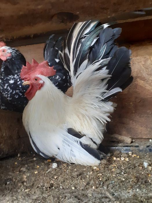 Vând chabo gaini pitice