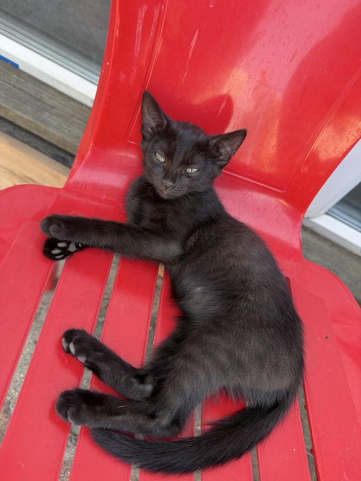 Котята маленькие