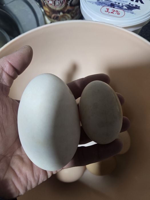 Goz indiutka kurka tovuq ordak tuxumlari sotiladi