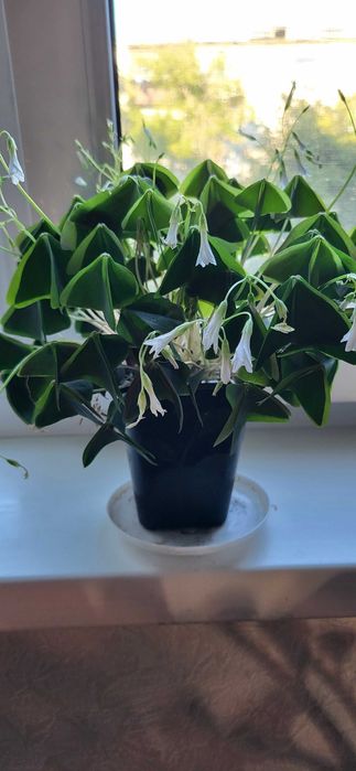 Продам комнатные цветы