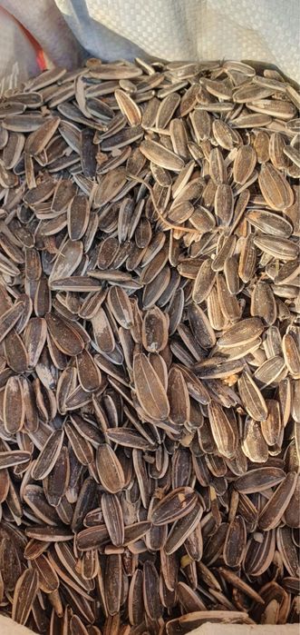 Семечки турецкие белые,  серые 361 сорт