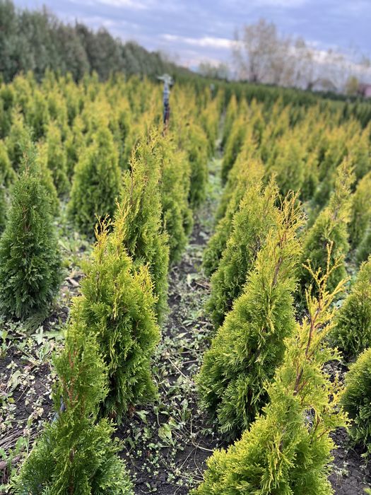 Tuia Gold Smarald 80 cm , 100 cm