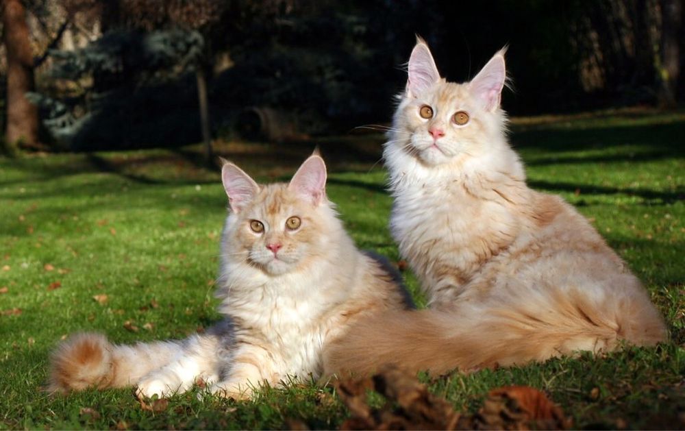 Мейн Куун (Maine Coon)