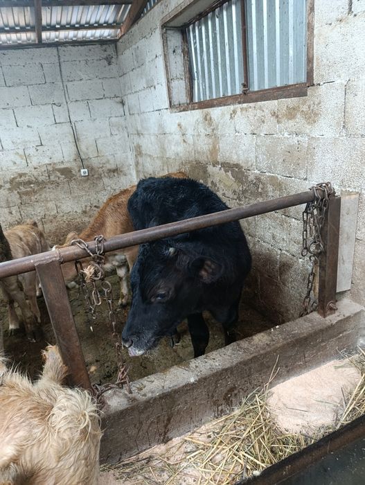 Продаются бычки .