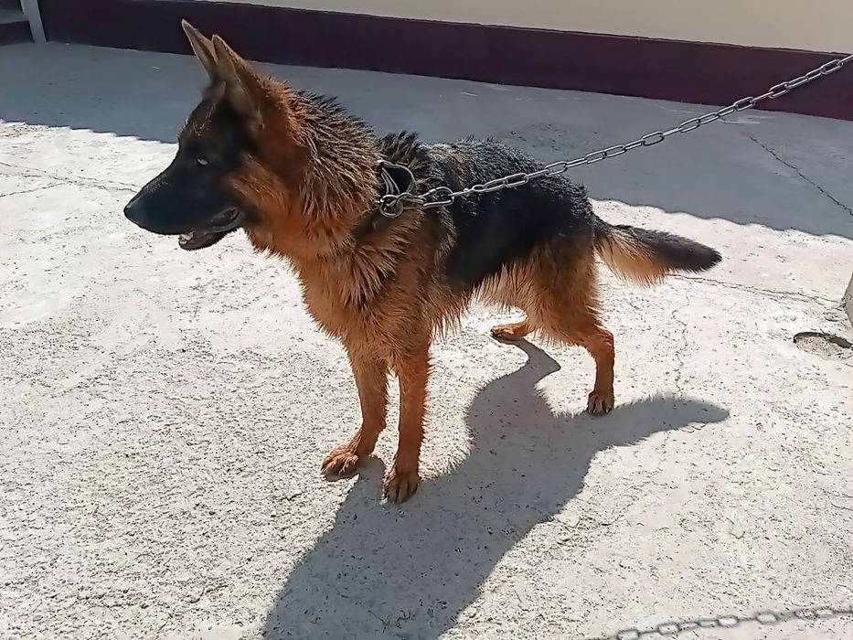 Немецкий овчарки