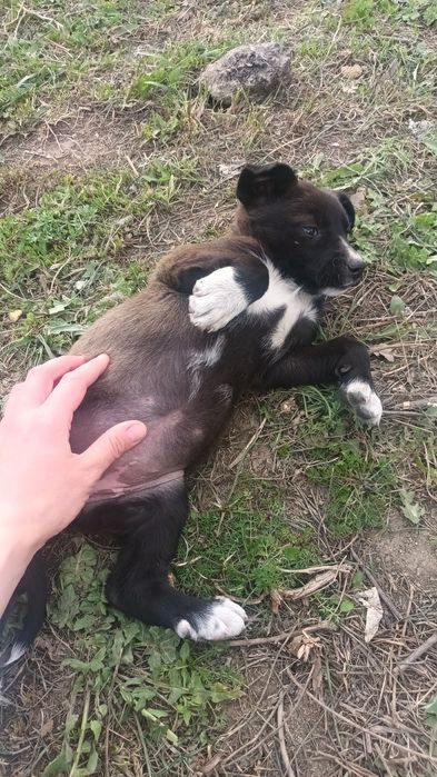 Пристраиваются классные щенята,девочки и мальчики