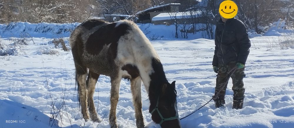 Продаётся лошадь на согым 600,000