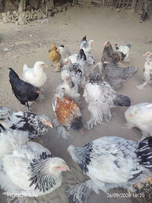 Продам Брамы Парцелян.